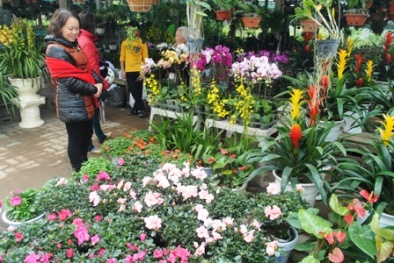 Người bán hoa khóc ròng vì tâm lý ‘đợi 30 Tết mua hoa cho rẻ’ của khách hàng