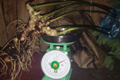 Tết Mậu Tuất, người Xê Đăng đào được củ sâm Ngọc Linh gần một kg