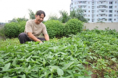 Thay đổi phương thức sản xuất nông nghiệp, giải pháp 'gốc rễ' để đảm bảo ATTP