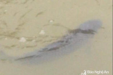 Nghệ An: Xôn xao ‘cá thần’ xuất hiện, hàng trăm người đổ xô đến xem