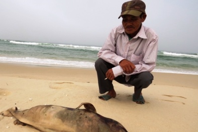 Quảng Bình: Phát hiện cá thiêng ‘khủng’ chết, dạt vào bãi biển