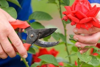 Kỹ thuật trồng và chăm sóc hoa hồng sau Tết