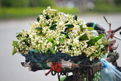 Hoa bưởi giá đắt vẫn hút khách Hà thành