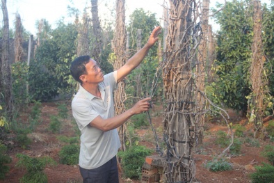 Thủ phủ hồ tiêu Gia Lai: Vỡ nợ vì 'vàng đen', loay hoay trồng cây ăn quả