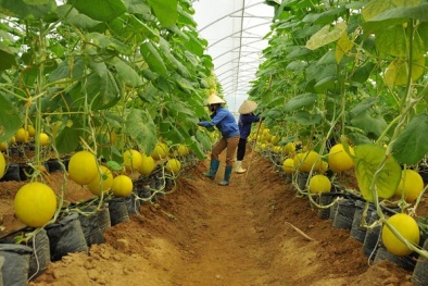 ‘Gỡ khó’ cho hợp tác xã nông nghiệp ứng dụng công nghệ cao