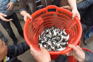 Hơn 5 tấn cá được phóng sinh xuống sông Hồng