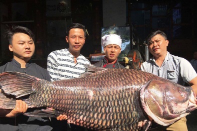 Đầu năm, đại gia Việt mua 'thủy quái' 100 kg giá chục triệu đồng để cầu may