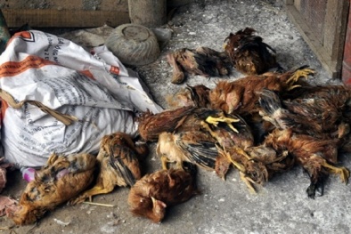 Hàng chục người nhập viện sau khi ăn thịt gà nghi nhiễm thuốc chuột