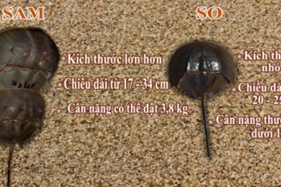 Nhà hàng nhầm so biển thành sam khiến thực khách suýt tử vong