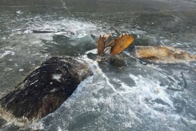 Ngỡ ngàng trước loạt ảnh các loài động vật bị đóng băng giữa trời đông