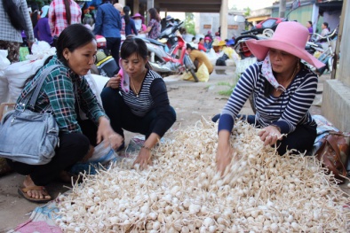 Du khách cẩn trọng kẻo mua phải tỏi Lý Sơn 'rởm'