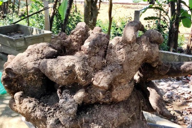 Xôn xao nông dân Hà Tĩnh đào được củ khoai nặng 110 kg cần 3 người khiêng