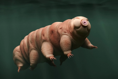 Kỳ lạ loài gấu mang hình dáng sâu bướm 