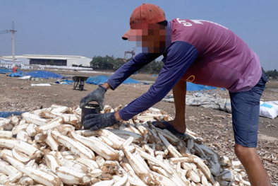 Xuất hiện đông dược làm từ khoai mì ủ hóa chất: Người dân tuyệt đối cẩn trọng