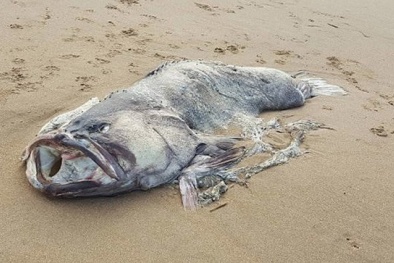 Úc: Xác 'quái vật' biển ‘khủng’ trôi dạt vào bờ biển khiến người dân hoảng sợ