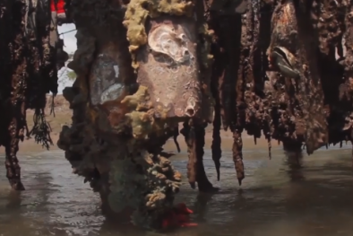 Nguy hại từ việc nuôi hàu bằng tấm lợp fibro xi măng