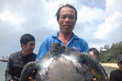 Quảng Nam: Rùa biển trong sách đỏ nặng 25 kg mắc lưới ngư dân
