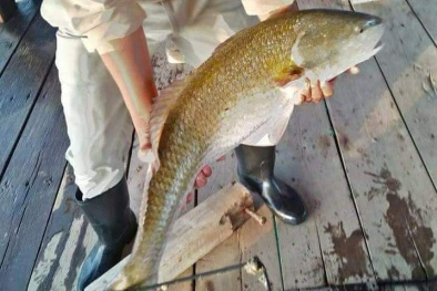 Khánh Hòa: Bắt được cá sủ vàng quý hiếm 5,2 kg đại gia trả 400 triệu không bán