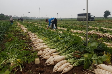 Nông dân phải nhổ bỏ hàng nghìn tấn rau: Bộ Nông nghiệp nói gì?