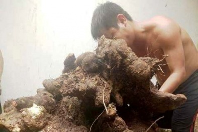Hà Tĩnh: Người dân đào được củ khoai vạc 'khủng' nặng 73kg tại vườn nhà