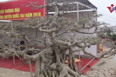 Bộ ba cây sanh 'hóa thạch' 30 tỷ xôn xao hội chợ Hà Nội