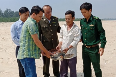 Thừa Thiên - Huế: Rùa biển quý hiếm trong sách đỏ mắc vào ngư cụ