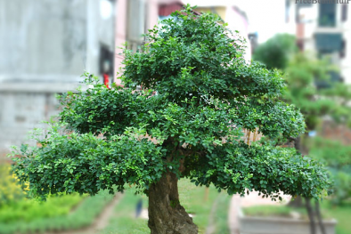 Trồng cây nguyệt quế bonsai để hút khí độc mang lại không khí trong lành cho gia chủ