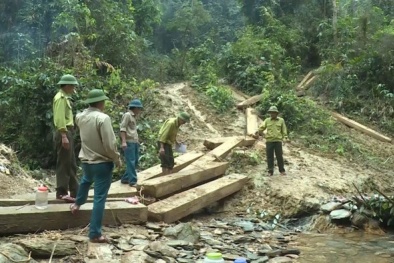 UBND Quảng Bình ra công văn khẩn về vụ 'xẻ thịt' rừng phòng hộ lớn nhất tỉnh