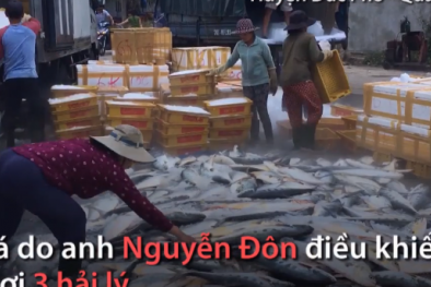 Ngư dân Quảng Ngãi lần đầu trúng mẻ cá hiếm trị giá một tỷ đồng