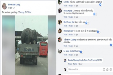 Xe tải chở voi băng băng giữa quốc lộ, người dân hoảng hồn