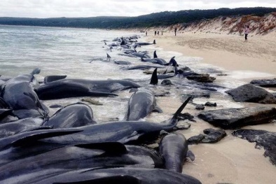Australia: Gần 150 con cá voi mắc cạn và chết trên bờ biển