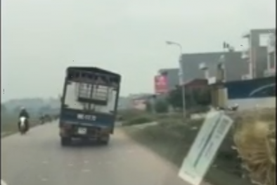 'Khiếp vía' xe tải chở lợn nghiêng 45 độ chạy băng băng trên đường