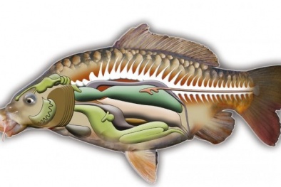 Mật gấu, mật cá trắm ‘thần dược’ khiến nhiều người mất mạng mà không hay 