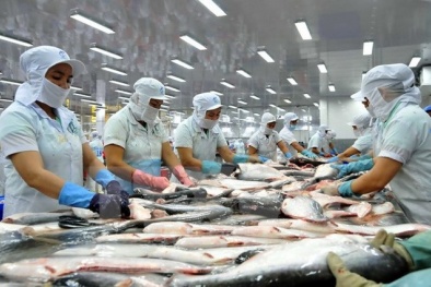 Mỹ lập ‘hàng rào’ đối với cá tra, doanh nghiệp Việt gặp khó