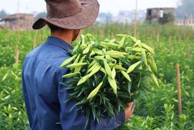 Loa kèn được mùa, nông dân phấp phỏng lo âu