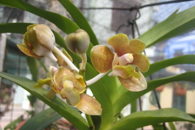 Kỹ thuật trồng hoa lan Vanda phát triển tốt, cho không gian lộng lẫy