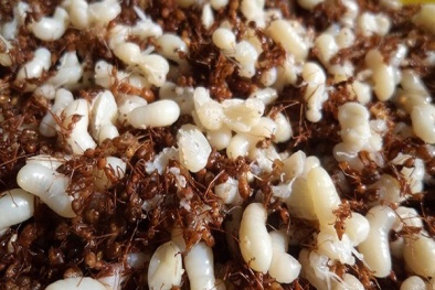 Ăn 'đặc sản' trứng kiến, một phụ nữ tử vong