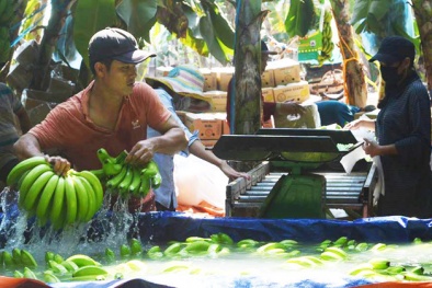 Thương lái Trung Quốc ráo riết mua chuối với giá cao kỷ lục