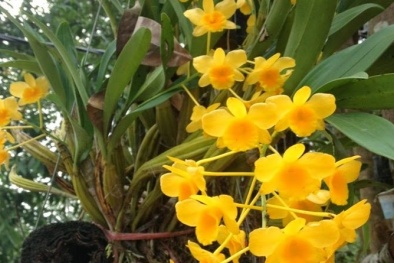 Kỹ thuật trồng hoa lan Hoàng thảo cho hoa nở đẹp quanh năm 