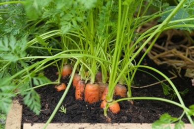 Kỹ thuật trồng cây cà rốt tại nhà năng suất cao ăn không xuể