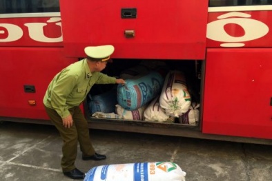 Quảng Ninh: Bắt giữ ô tô vận chuyển 150 nghìn con cá giống không rõ nguồn gốc