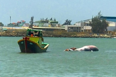 Bình Thuận: Ngư dân đưa cá Ông nặng 2 tấn vào đất liền mai táng