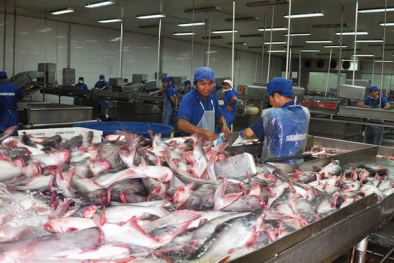 Cần kiểm soát chặt chẽ chất lượng cá tra sang thị trường Trung Quốc