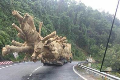 Tiết lộ ‘sốc’ của ông chủ xe chở cây ‘quái thú’: Mua 1 gốc 20 triệu, có thể bán tỷ đồng