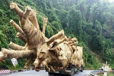 Có hay không hành vi bao che cho phương tiện chở cây xanh 'khủng'?