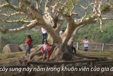 Hai cây sung 100 tuổi ở Phú Yên thu hút khách tham quan