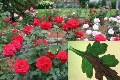 Tuyệt chiêu phòng bệnh héo Verticillium trên hoa hồng
