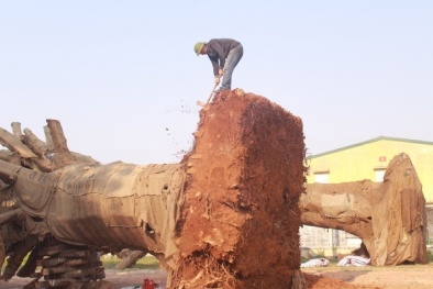 Chủ nhân trẻ tuổi của cây ‘quái thú’ chở dọc quốc lộ 1A bị phạt bao nhiêu tiền?