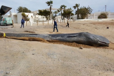 Cá voi dài 10 mét chết dạt vào bờ, phát hiện ra thứ kinh khủng trong bụng