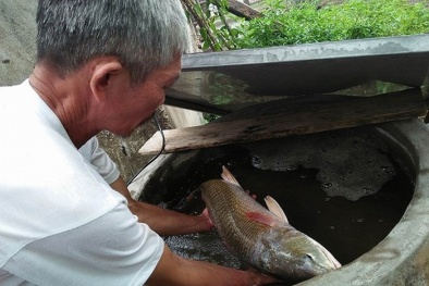 Quảng Bình: Lão ngư bắt được cá nặng 4,2kg nghi cá sủ vàng quý hiếm